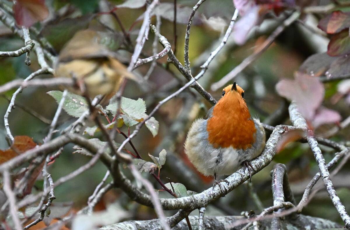 2026-09-30 Robin   - enlarge for info
